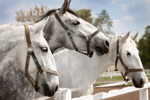 Krajina pro chov a výcvik ceremoniálních kočárových koní v Kladrubech nad Labem