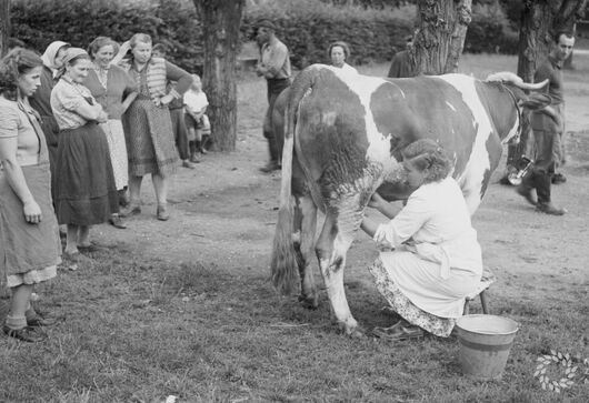 OD PRATURA K MODERNÍMU SKOTU. Jak dojily mléko naše prababičky a jak my dnes? K čemu slouží krávě mikroorganismy v bachoru a proč je to pro nás důležité?