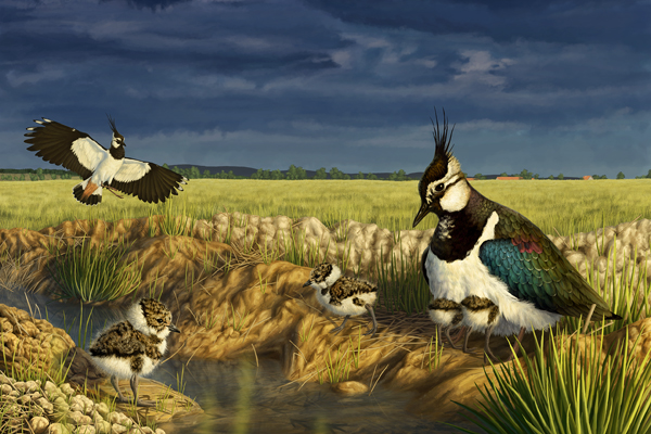 Nová výstava nabízí digitální ilustrace ptáků od Martiny Nacházelové