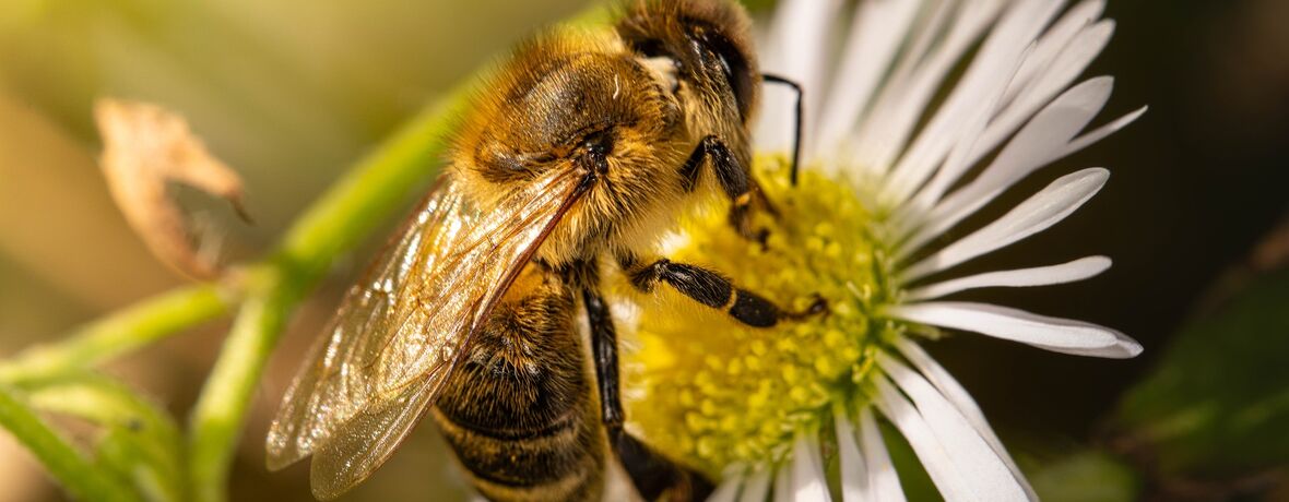 Včelí limonáda – WORKSHOP je součástí akce JEDU V MEDU