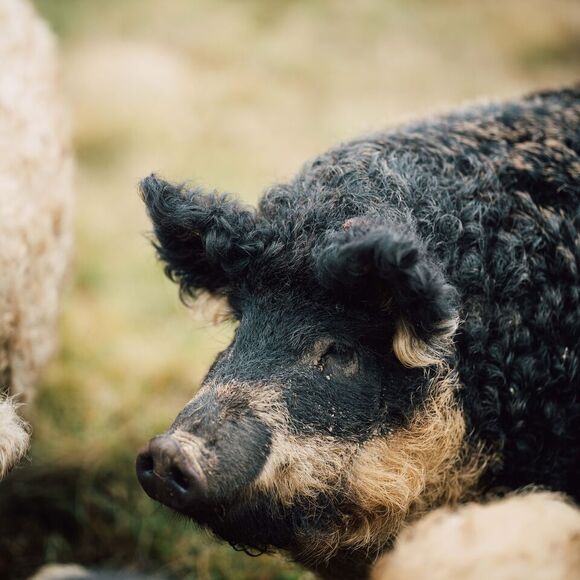 Mangalica