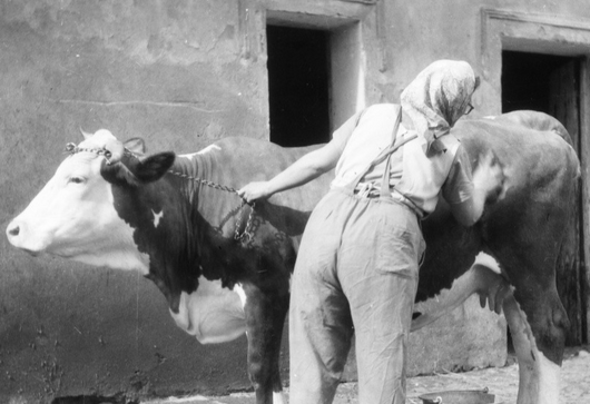 POUZE ZDROJ POTRAVIN, NEBO LIDSKÝ SOUPUTNÍK. Jak se za sto let změnil chov hospodářských zvířat a proč se vyplatí dbát na jejich pohodu?