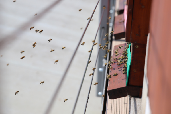 Račte vstoupit do včelího úlu!