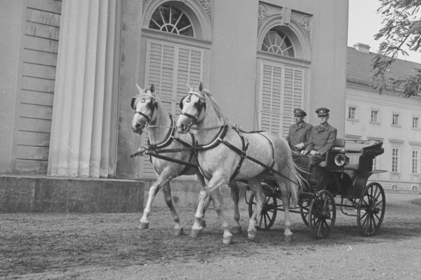 Dvojspřeží kladrubských hřebců v parku na zámku Kačina dne 3. 10. 1957, autor Ing. František Šach - zdroj podsbírka NZM Fotoarchiv 