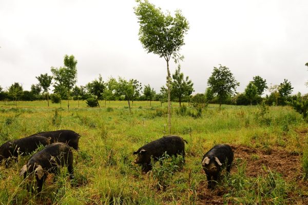 Výstava Agrolesnictví – příležitost pro krajinu a zemědělství