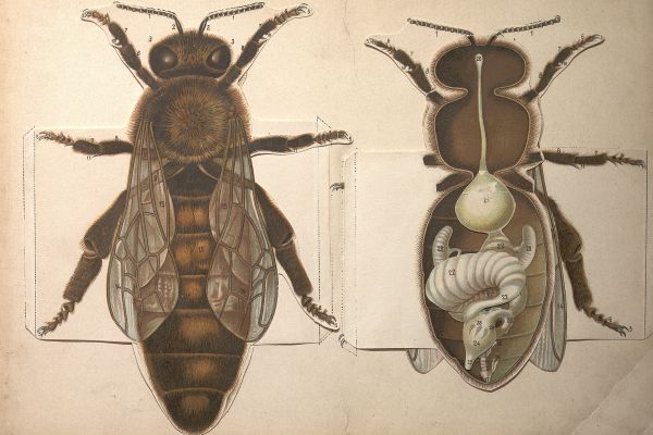 Výstava Nejen včely – Opylovači známí i nevšední